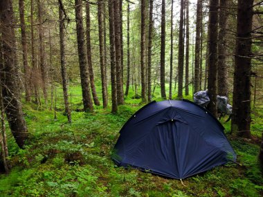 Yeşil orman kampı çadırda turizm.