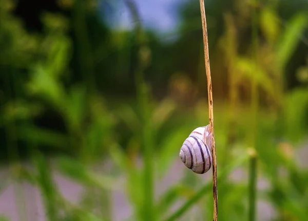 Snigel Skal Gräs Löv Vacker Natur Makro Användbar Som Bakgrund — Stockfoto