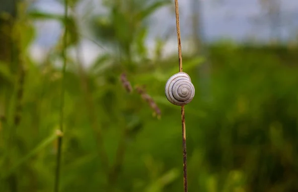 草叶上的蜗壳 美丽的自然宏 有用的背景 — 图库照片