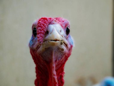 biyo çiftlik bahçesinde erkek Türkiye portresi.