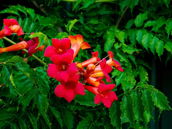 Red Flowers Garden Sunny Day — Stock Photo, Image