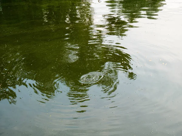 water circles in the lake. Rain drops circles on green lake water surface. Water texture.