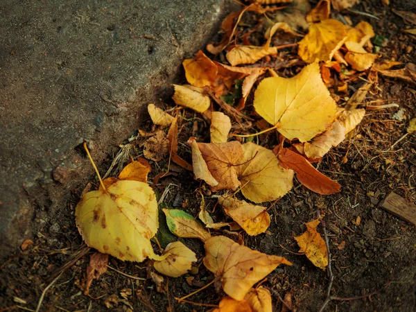 Gelbes Eichenblatt Auf Grünem Gras Herbst Hintergrund — Stockfoto