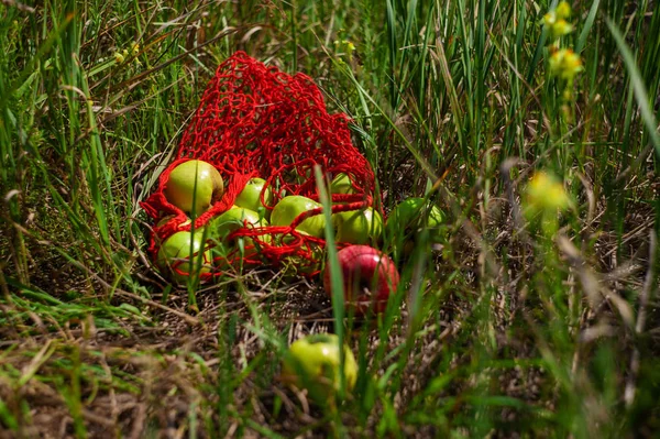 Frescas Manzanas Verdes Dulces Arrancadas Del Jardín Casero Cultivado Hierba — Foto de Stock