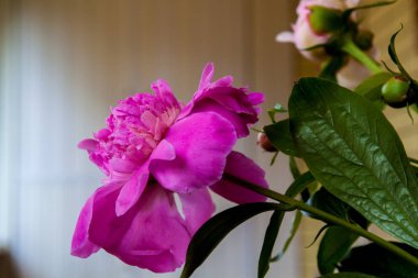 Taze şakayık çiçekleri. Pembe ve beyaz yuvarlak buket. Yaklaş. 