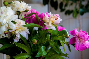 Taze şakayık çiçekleri. Pembe ve beyaz yuvarlak buket. Yaklaş. 