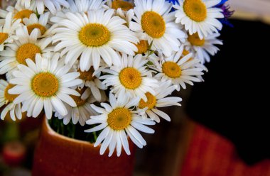 çimenlikte closeup papatya. seçici odak.