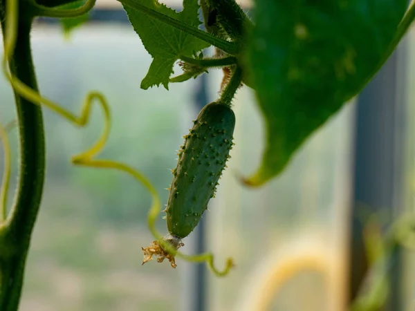 Cultivo Pepinos Jardín Temporada Verano Agricultura — Foto de Stock