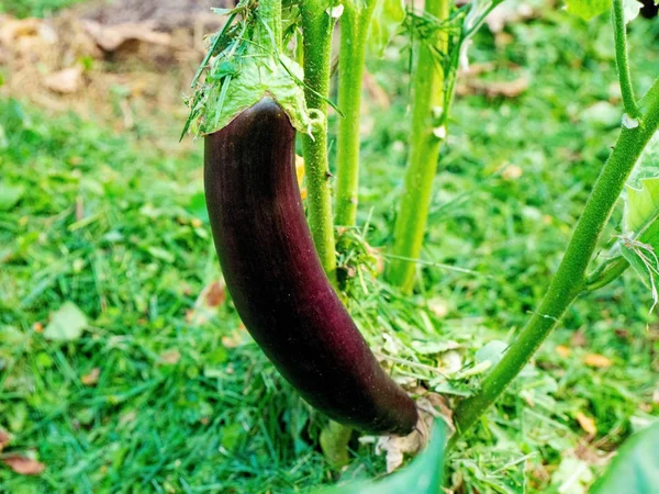 Eggplant Fruit Growing Garden — Stock Photo, Image