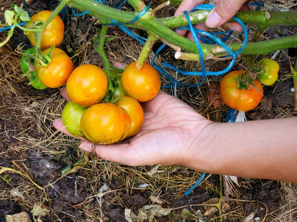 Juicy Fresh Tomatoes Growing Greenhouse — Stock Photo, Image