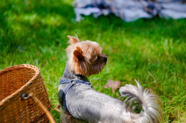 Parkta çimenlerin üzerinde yatan sevimli köpeği okşatan genç kadının yakın çekim görüntüsü