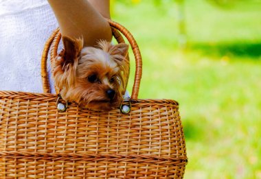 Parkta çimenlerin üzerinde yatan sevimli köpeği okşatan genç kadının yakın çekim görüntüsü
