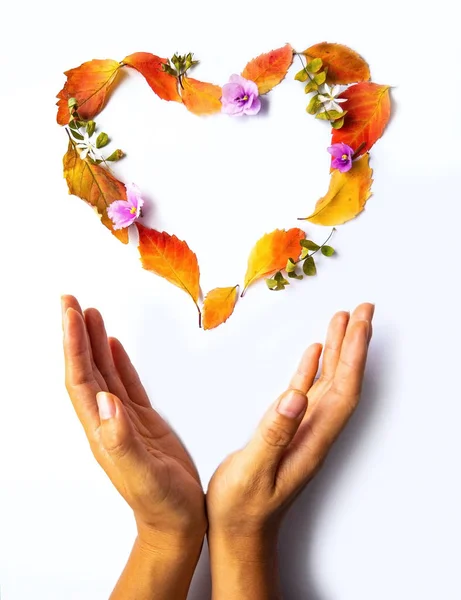 Liebe Herbst Dekoration Mit Herzform Und Ahornblättern Auf Weißem Hintergrund — Stockfoto