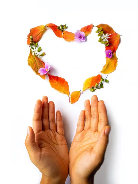 Liebe Herbst Dekoration Mit Herzform Und Ahornblättern Auf Weißem Hintergrund — Stockfoto