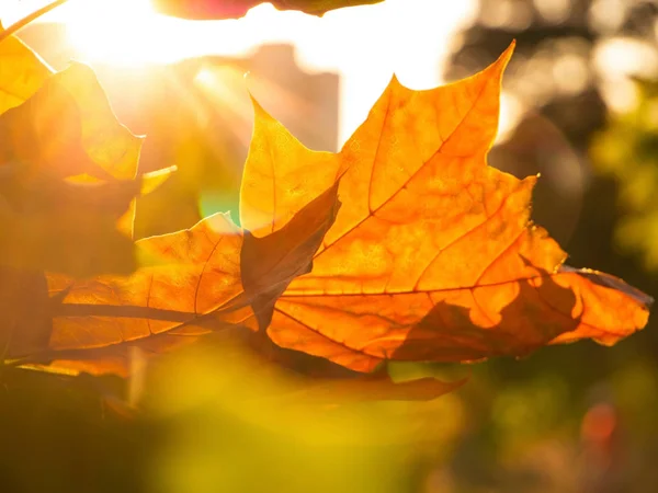Gyönyörű Őszi Levelek Ragyogó Napfény Juhar — Stock Fotó