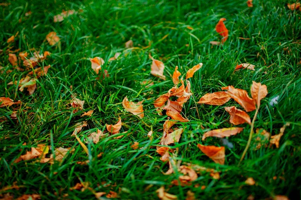 Herbstgelbe Blätter Auf Grünem Gras Nahaufnahme — Stockfoto