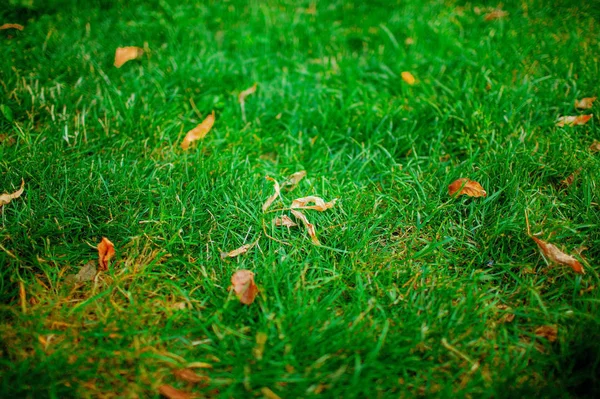 Herbstgelbe Blätter Auf Grünem Gras Nahaufnahme — Stockfoto