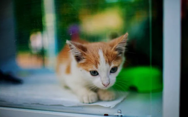 Doente Gato Vadio Sendo Resgatado — Fotografia de Stock