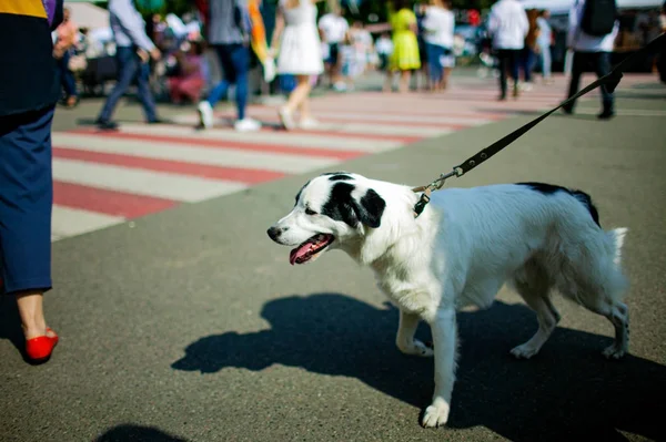 Забавная Собака Перекрестке Заднем Плане Толпы — стоковое фото