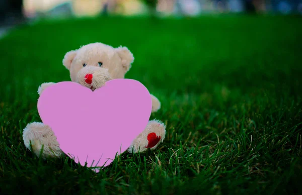 Teddy bear holding a pink heart on green grass . Copy space for text, Valentines day, love concept and love background.