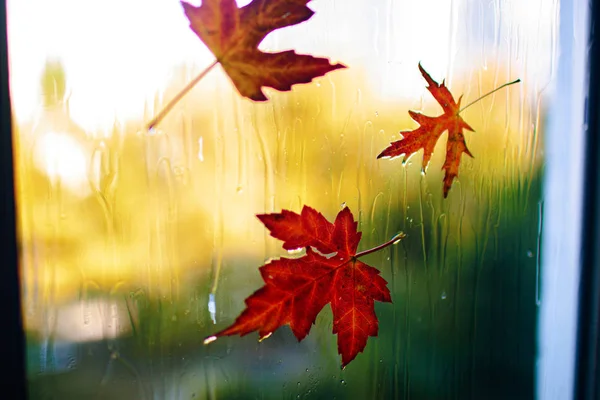 Jesienny Liść Klonu Zatrzymany Mokro Szybę Krople Deszczu — Zdjęcie stockowe