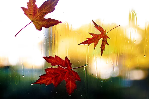 Piros Őszi Levelek Ablakban Esőcseppek — Stock Fotó