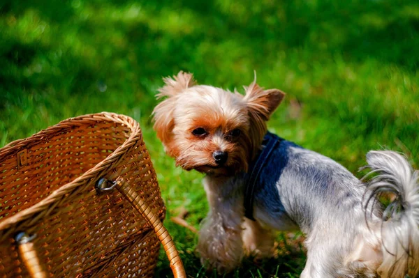 Perro Pequeño Sentado Sobre Hierba Verde Parque — Foto de Stock