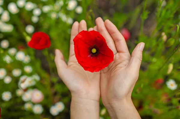 Hermosas Flores Rojas Amapolas Sobre Hermoso Fondo Verde —  Fotos de Stock