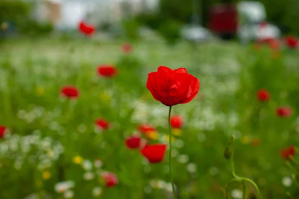 Mooie Rode Bloemen Papavers Een Mooie Groene Achtergrond — Stockfoto