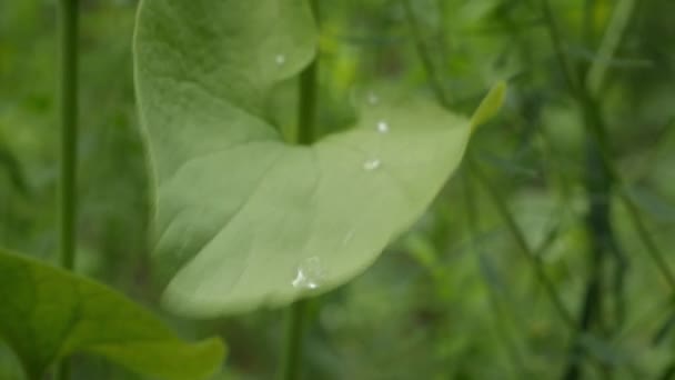 Крупним Планом Краплі Води Зеленому Листі Лісі — стокове відео