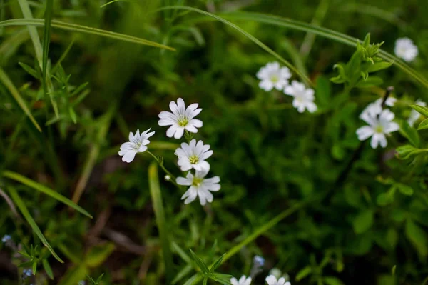 Weiße Gänseblümchen Blumenfeld Mit Grünem Gras — Stockfoto