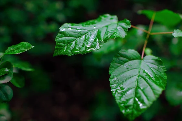 Hojas Verdes Fondo Plantas Frescas Después Lluvia Bosque —  Fotos de Stock