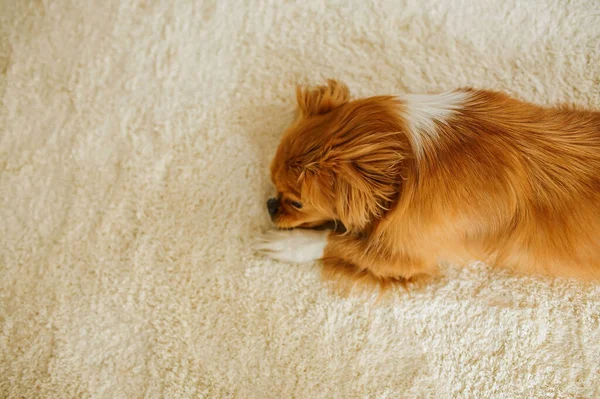 Home Alone Sad Little Dog Lying On fluffy rug.