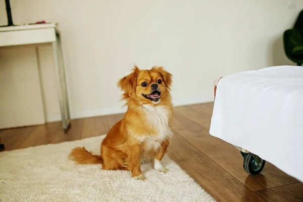 Happy Small Dog Home Looking Camera — Stock Photo, Image