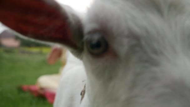 有趣的小白山羊看相机 — 图库视频影像
