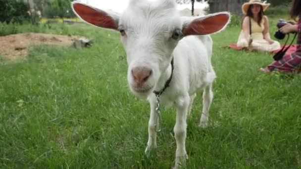 Funny Little White Goat Looking Camera — Stock Video