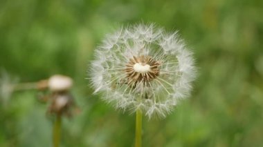 Yeşil Tarlada Karahindiba Çiçekleri.
