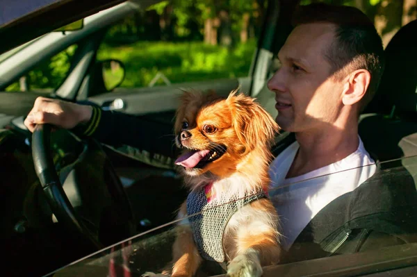 Arabada oturan, araba süren, köpeği olan genç adam..