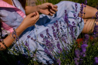 Gün ışığında Lavanta Çiçekleriyle Bush