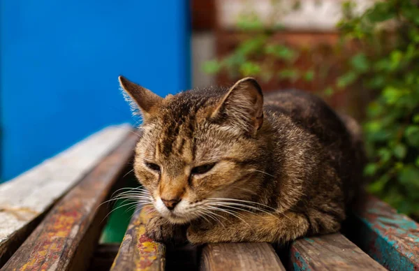 かわいいです退屈眠そうな猫は古いベンチにあります — ストック写真