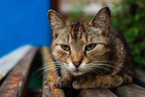 Niedliche Gelangweilte Schläfrige Katze Liegt Auf Einer Alten Bank — Stockfoto