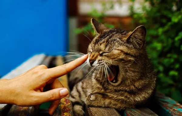 かわいいです退屈眠そうな猫は古いベンチにあります — ストック写真