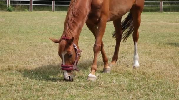 Beau cheval regardant sur grand champ de prairie.  
