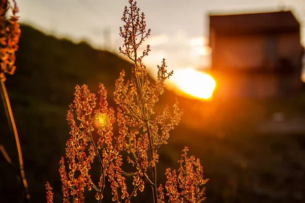 Amazing Sunrise At Summer Meadow With Wildflowers Under Golden Sky.