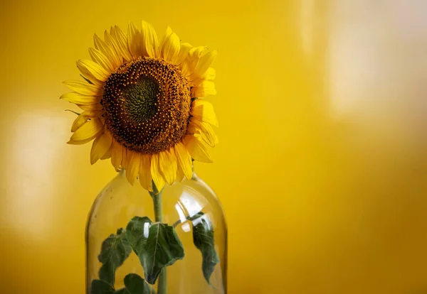 Sfondo Girasole Con Copyspace Giallo — Foto Stock