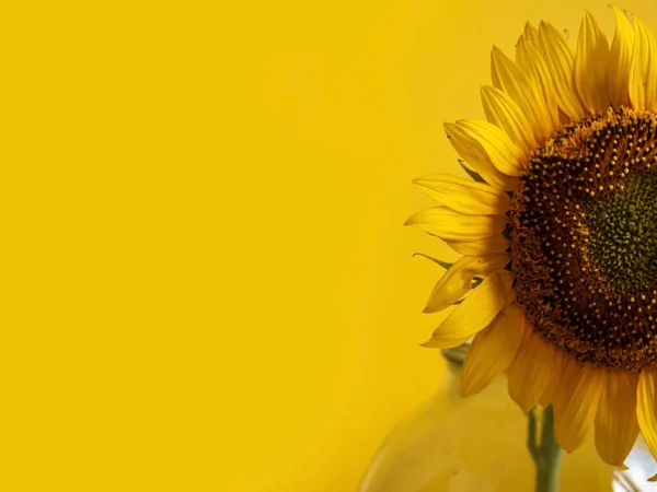 Sonnenblumen Hintergrund Mit Copyspace Auf Gelb — Stockfoto