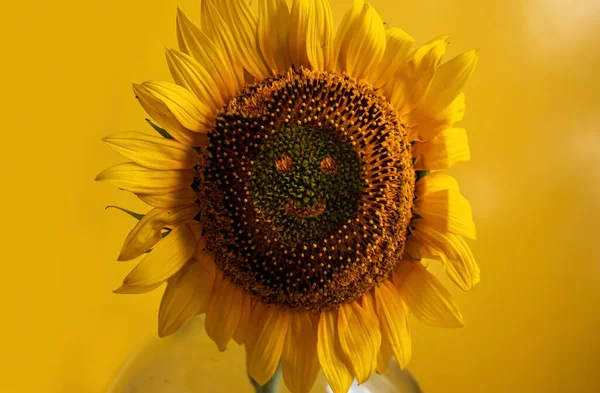 黄上有相空间的向日葵背景 — 图库照片