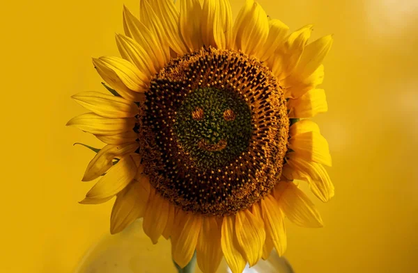 Fondo Girasol Con Espacio Copia Amarillo — Foto de Stock