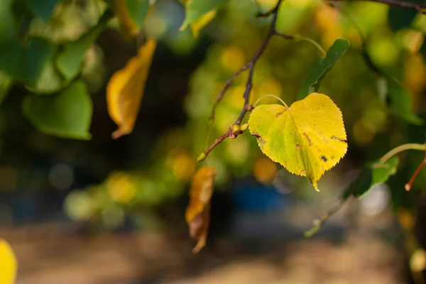 Közelkép Sárga Levelek Őszi Erdőben — Stock Fotó