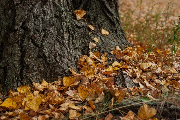 Trockene Bunte Herbstblätter Auf Dem Boden Park — Stockfoto